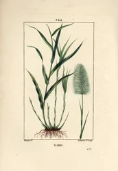 Nardo indiano, spicanardo - Spikenard, Andropogon nardus, con foglia, radice e fiore