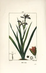 Iris fetido - Iris fetido, Iris foetida, con fiore, foglia e baccello. Incisione a puntasecca colorata a mano di Dubois da un disegno di Pierre Jean-Francois Turpin da 