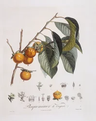 Cachi giapponese (Diospyros kaki), tavola botanica di Pierre Jean Francois Turpin