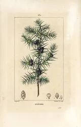 Ginepro, Juniperus vulgaris, con foglia, bacca e stelo. Incisione a puntasecca colorata a mano di Lambert Junior da un disegno di Pierre Jean-Francois Turpin da 