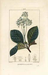 Ladenbergia oblongifolia (Cinchona magnifolia), con fiore, ramo, foglia e seme. Incisione a puntasecca colorata a mano di Lambert Junior da un disegno di Pierre Jean-Francois Turpin da 