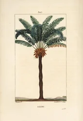 Grande ramo o grande cycas - Cycas circinalis, con foglia, seme e tronco