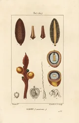 Grande ramo o grandi semi di cycas - Cycas circinalis, mostrando seme e sezione. Incisione a puntasecca colorata a mano di Lambert Junior da un disegno di Pierre Jean-Francois Turpin