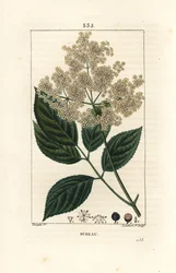 Sambuco nero - Sambucus nigra. Incisione a puntasecca colorata a mano di Lambert Junior da un disegno di Pierre Jean-Francois Turpin