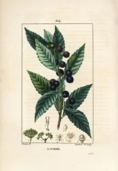 Albero di alloro, Laurus nobilis, con foglia, bacca e seme