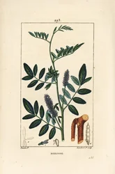 Liquirizia, Glycyrrhiza glabra, con fiore, foglia, corteccia, ramo legnoso e seme