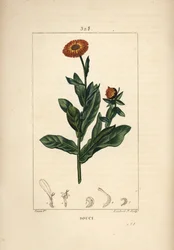 Calendula, Calendula officinalis, con fiore, foglia e stelo