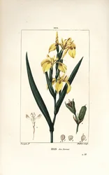 Iris palustre o Iris giallo d