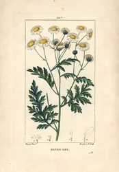Matricaria - Matricaria vulgaris