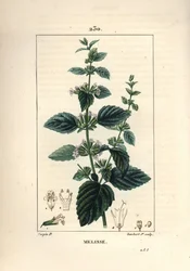 Melissa dei giardini o melissa coltivata - Melissa hydrtensis