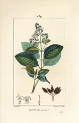 Michurago o fruta de mono, Ladenbergia macrocarpa (Cinchona ovalifolia), con fiore, foglia, stelo e seme. Incisione a puntasecca colorata a mano di Lambert Junior da un disegno di Pierre Jean-François Turpin dal 