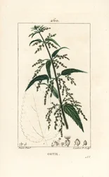 Ortica - Ortica comune, Urtica dioica, con fiore, seme, stelo e contorno della foglia