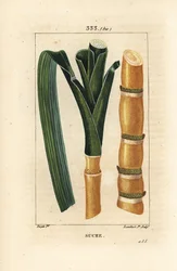 Canna nobile - Canna da zucchero, Saccharum officinarum, stelo e foglia. Incisione a puntasecca colorata a mano di Lambert Junior da un disegno di Pierre Jean-Francois Turpin da 