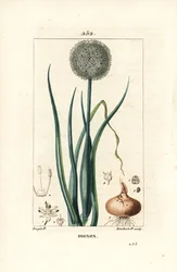Cipolla - Cipolla, Allium cepa, con fiore, foglia, bulbo e radici