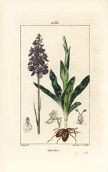 Orchidea maschio o satirione maschio