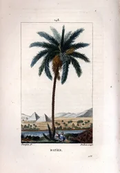 Palma da datteri, Phoenix dactylifera, con frutto e foglie su sfondo di piramidi e fiume