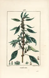 Parietaria officinale
