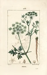 Prezzemolo - Prezzemolo da giardino, Petroselinum crispum, con fiore, foglia, stelo, radice e seme. Incisione a puntasecca colorata a mano di Lambert Junior da un disegno di Pierre Jean-Francois Turpin da Chaumeton, Poiret e Chamberet