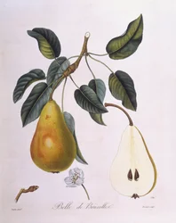 Pera "Belle de Bruxelles", tavola botanica di Pierre Jean Francois Turpin