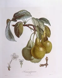 Pere, Henry Louis Duhamel du Monceau, tavola botanica