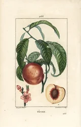 Pesco