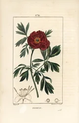 Peonia officinale