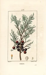Ginepro fenicio, Juniperus phoenicea