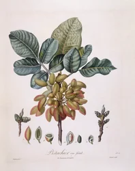 Pistacchio (Pistacia vera), tavola botanica di Pierre Jean Francois Turpin