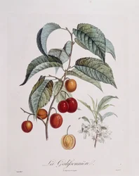 Prugna "La Galifsonniere", tavola botanica di Pierre Jean Francois Turpin