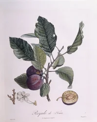 Prugna "Royale de Tours", tavola botanica di Pierre Jean Francois Turpin