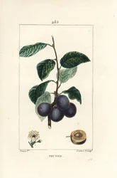 Prugna - Prugno o albero di prugne, Prunus domestica, con frutto, foglia, fiore, ramo e frutto maturo in sezione. Incisione a puntasecca colorata a mano di Lambert Junior da un disegno di Pierre Jean-Francois Turpin da Chaumeton, Poiret e Chamberet