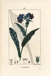 Polmonaria officinale, Pulmonaria officinalis, con fiore, foglia, stelo e contorno della foglia
