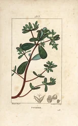 Portulaca oleracea, con foglia, stelo e fiore. Incisione a puntasecca colorata a mano di Lambert Junior da un disegno di Pierre Jean-Francois Turpin da 