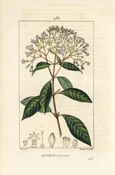 Chinino o albero della corteccia peruviana, Cinchona officinalis, con fiore, ramo, foglia e seme