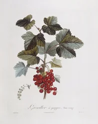 Ribes rosso (Ribes rubrum), Henry Louis Duhamel du Monceau, tavola botanica di Pierre Jean Francois Turpin