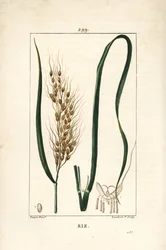 Riso - Riso, Oryza sativa, con foglia, seme e stelo. Incisione a puntasecca colorata a mano di Lambert Junior da un disegno di Pierre Jean-Francois Turpin da Chaumeton, Poiret e Chamberet