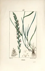 Loglio, Gramen loliaceum. Incisione a puntasecca colorata a mano di Lambert Junior da un disegno di Pierre Jean-Francois Turpin da 
