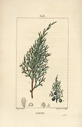 Ginepro sabino, Juniperus sabina, con bacca, foglia, stelo e seme. Incisione a puntasecca colorata a mano di Lambert Junior da un disegno di Pierre Jean-Francois Turpin da Chaumeton, Poiret e Chamberet