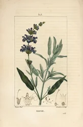 Salvia officinale