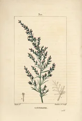 Assenzio varieta - Artemisia santonicum