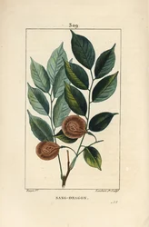 Sangue di drago, mangle medaglia, paletuvier o mangle fiume - Albero del sangue di drago o paduak, Pterocarpus officinalis (Pterocarpus draco), con foglia, frutto e seme. Vulnerabile. Incisione a puntasecca colorata a mano di Lambert Junior da un disegno