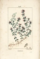Serpolet o timo serpillo - Timo strisciante o timo selvatico, Thymus serpyllum, con fiore, foglia, stelo e radice. Incisione a puntasecca colorata a mano di Lambert Junior da un disegno di Pierre Jean-Francois Turpin da Chaumeton, Poiret e Chamberet