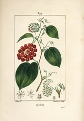 Varietà di Smilax - Smilax cinese, con fiore, viticcio, foglia e frutto