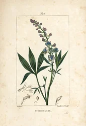Stafisagria - Delphinium staphisagria, con fiore, foglia, stelo e seme