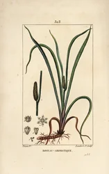 Calamo aromatico, Acorus calamus, con seme, foglia e radice
