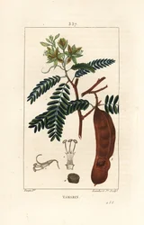 Tamarindo, Tamarindus indica, mostrando fiore, foglia e baccello. Incisione a puntasecca colorata a mano di Lambert Junior da un disegno di Pierre Jean-Francois Turpin