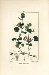 Edera terrestre - Edera terrestre, Hedera terrestris