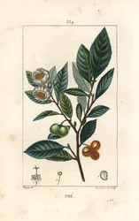 Theier - Tè, Camellia sinensis, con foglia, frutto e fiore