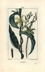 Vaniglia