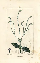 Verbena o Erba Sacra, Vena di Venere o Erba delle Streghe - Verbena officinalis